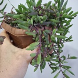 Эониум - фото 5