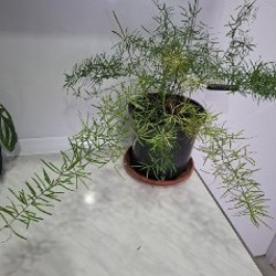 Эониум - фото 6