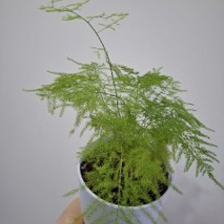 Эониум - фото 7