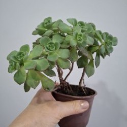 Эониум - фото 8