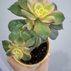 Эониум - фото 9