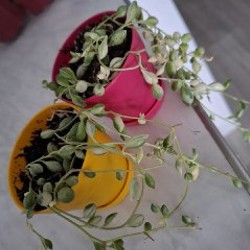 Эониум - фото 10