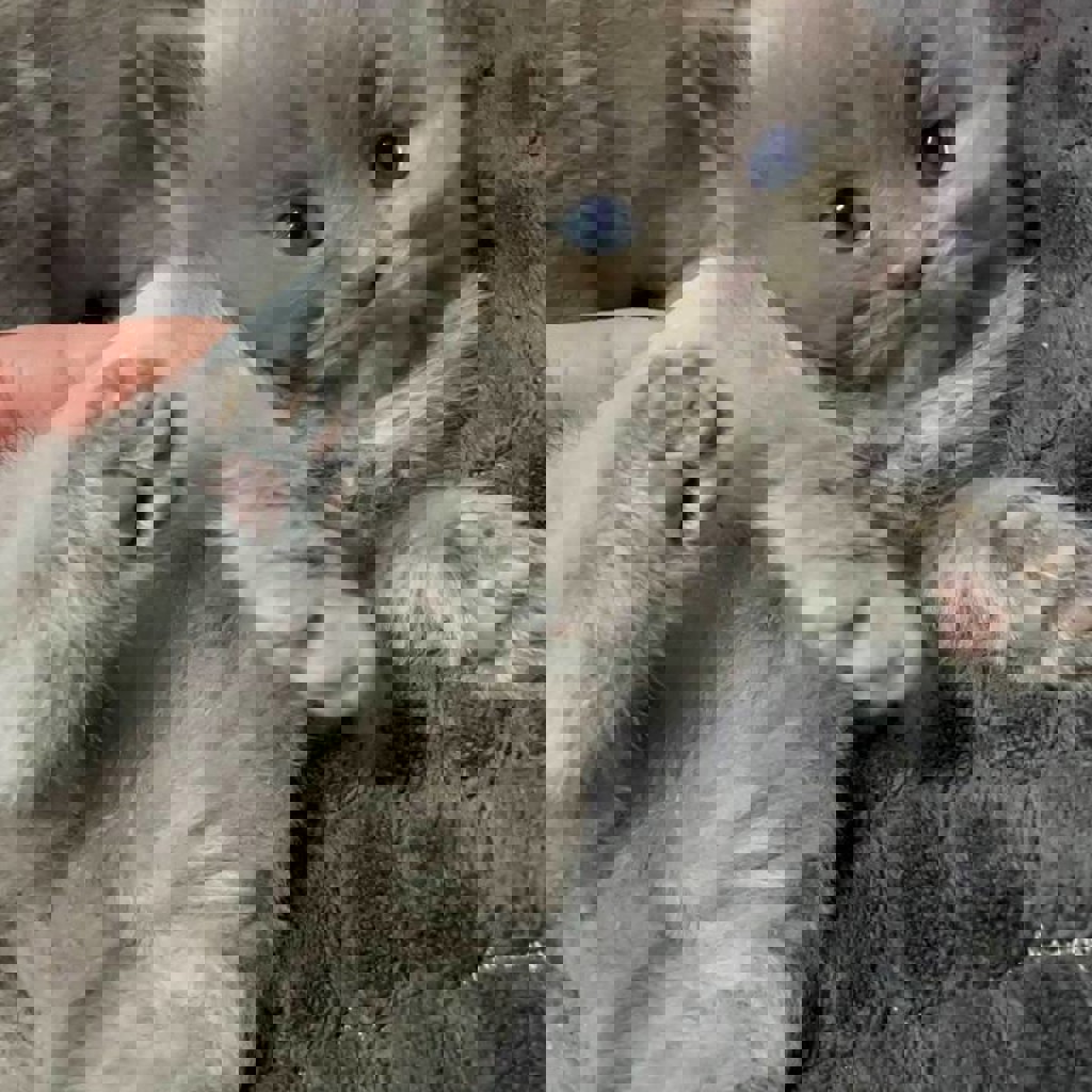 Британские котята