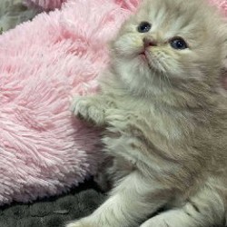 Британские котята - фото 2