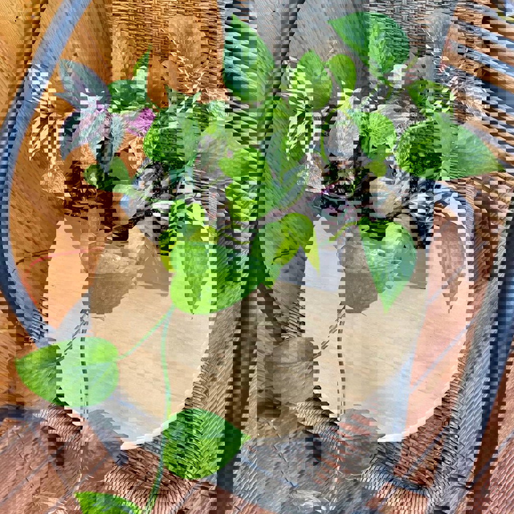 Домашние растения