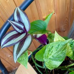 Домашние растения - фото 2