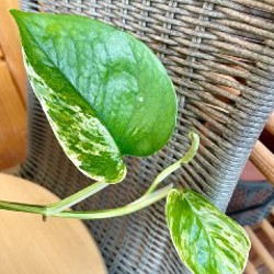 Домашние растения - фото 3