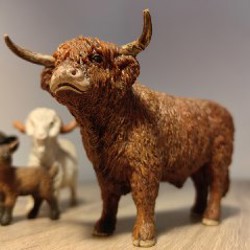 Галловейский теленок - фото 3