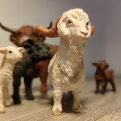 Галловейский теленок - фото 4