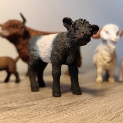 Галловейский теленок - фото 6