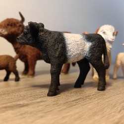 Галловейский теленок - фото 7