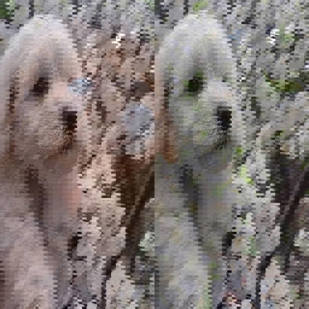 Щенки миниатюрных и той-пуделей