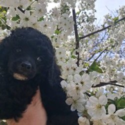 Щенки миниатюрных и той-пуделей - фото 2