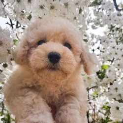 Щенки миниатюрных и той-пуделей - фото 3