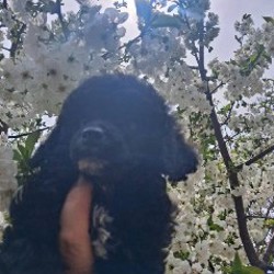 Щенки миниатюрных и той-пуделей - фото 4