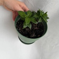 Цикламены - фото 1