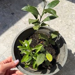 Цикламены - фото 5