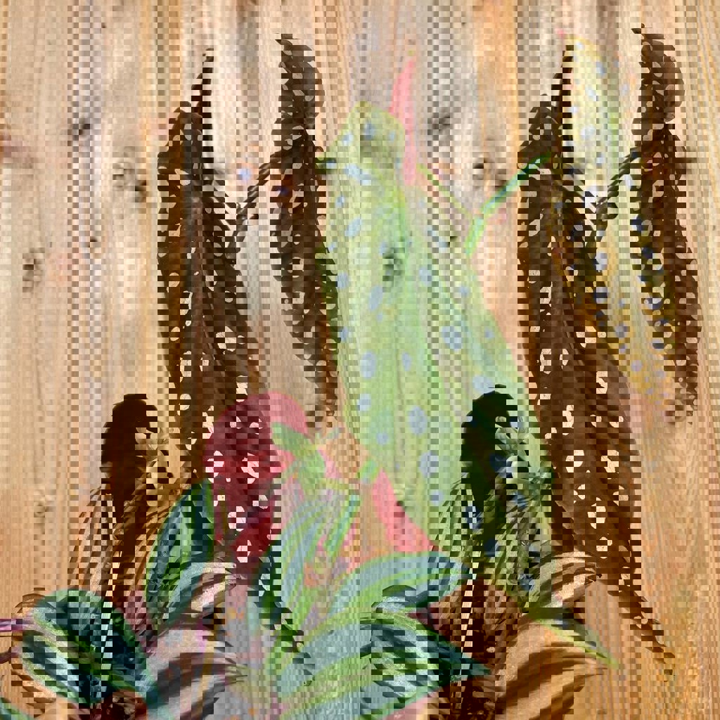 Традесканция зебрина