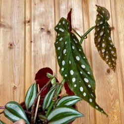 Традесканция зебрина - фото 1