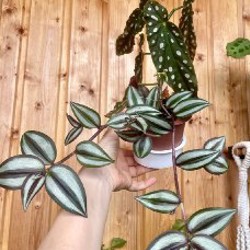 Традесканция зебрина - фото 2