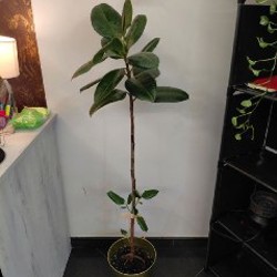 Авокадо - фото 1