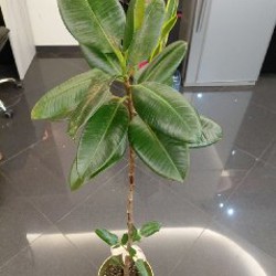 Авокадо - фото 2