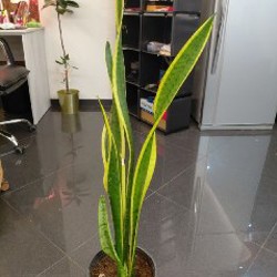 Авокадо - фото 3