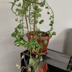 Авокадо - фото 4