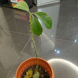 Авокадо - фото 5