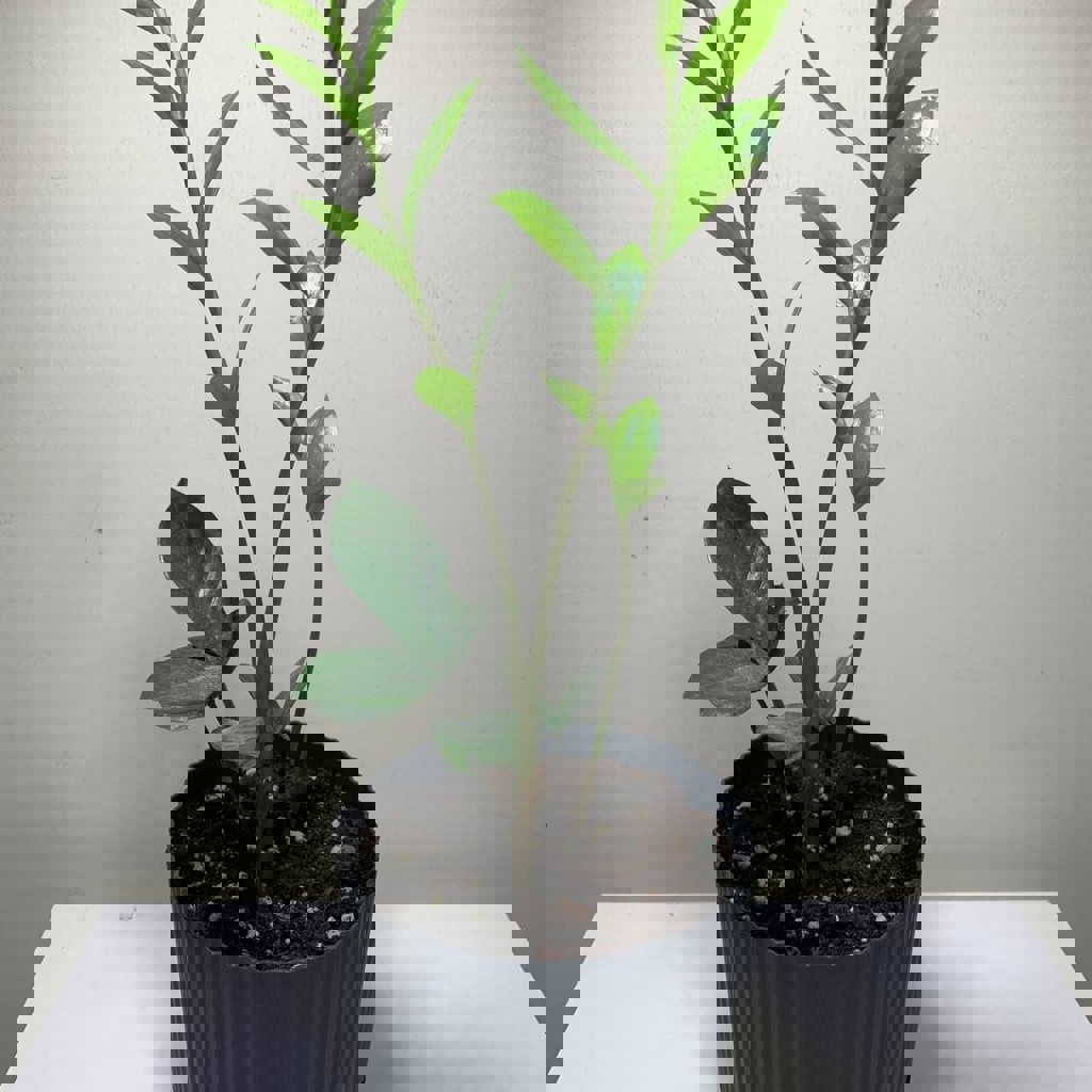 Замиокулькас