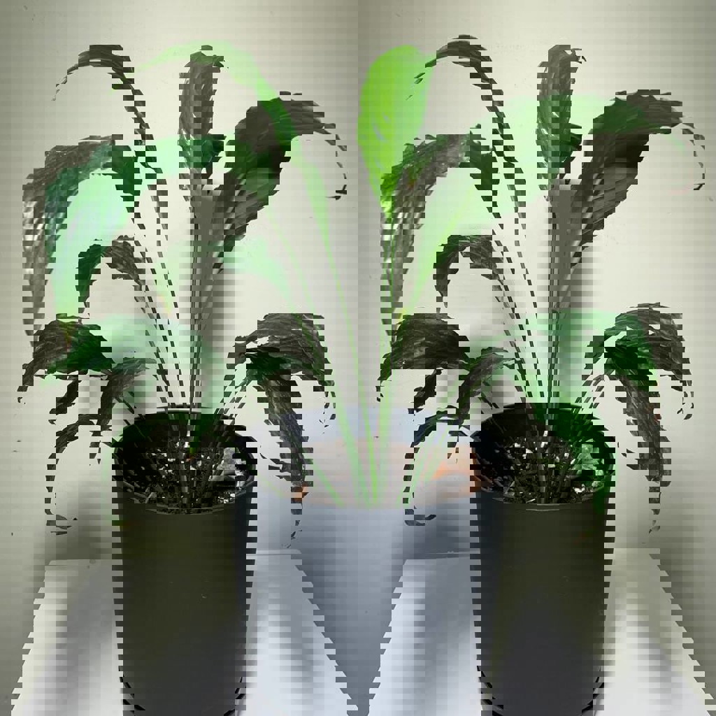 Спатифиллум