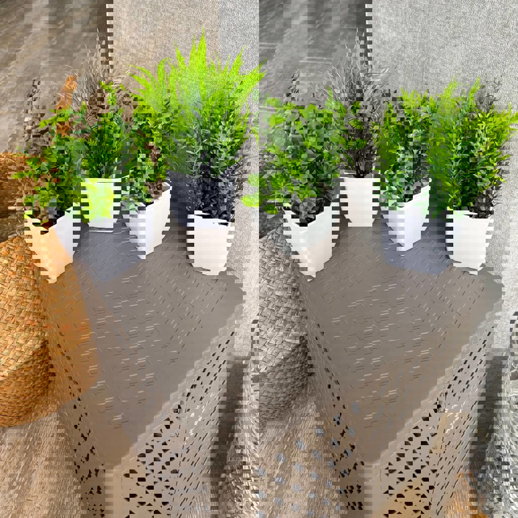 Искусственные суккуленты