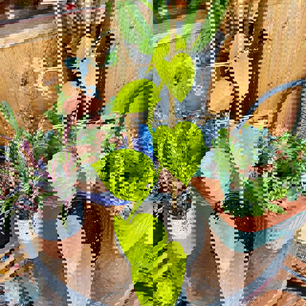 Эпипренум неон