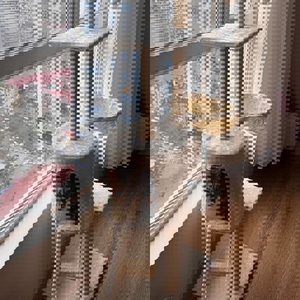 Лазилка для котов