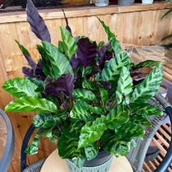 Калатея - фото 2