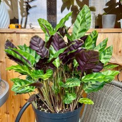 Калатея - фото 3