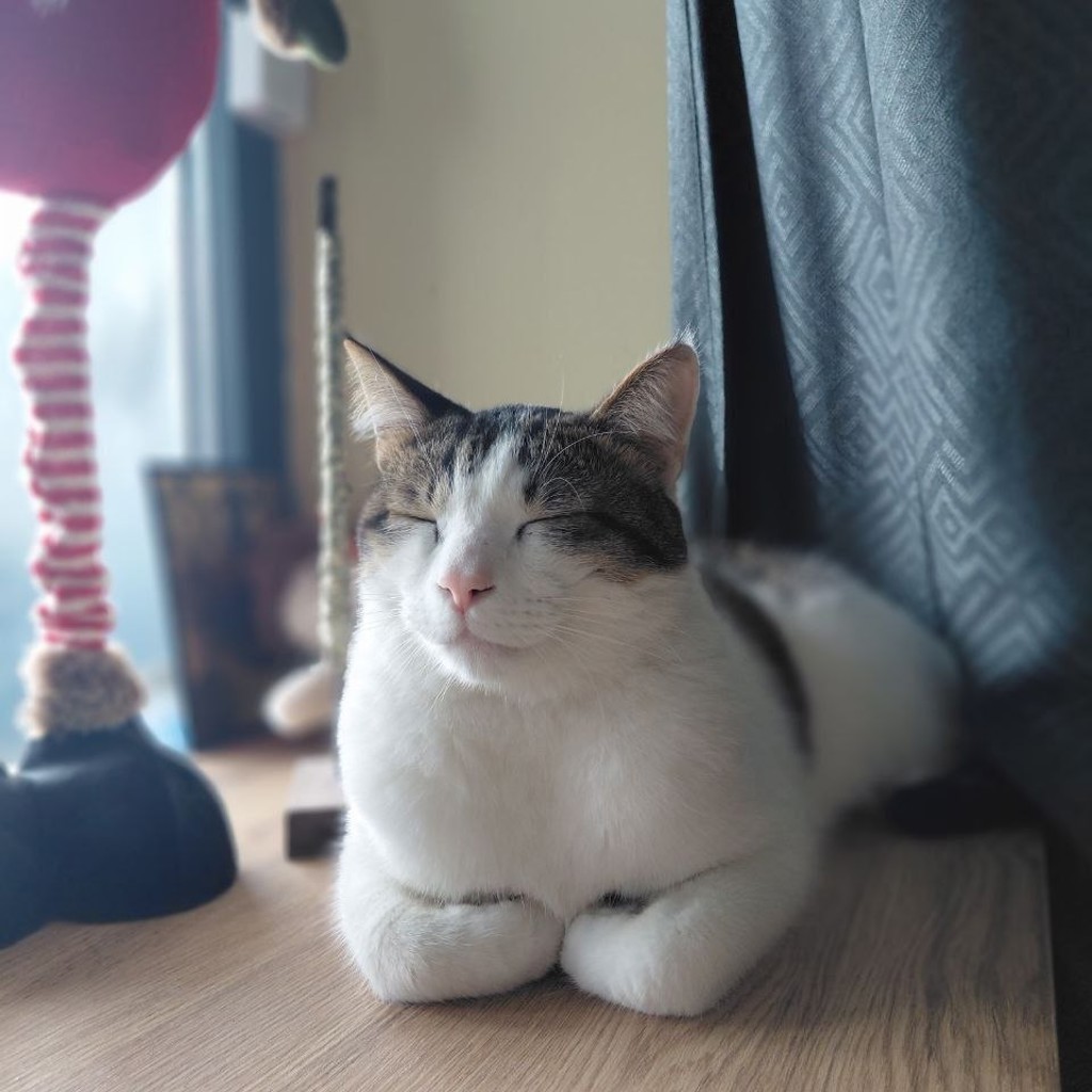 Кот