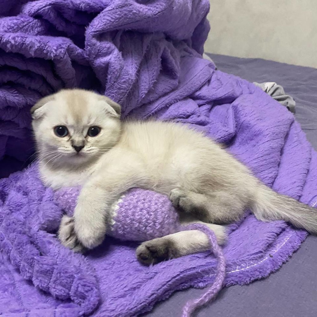 Шотландские котята