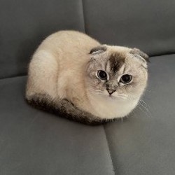 Шотландские котята - фото 2