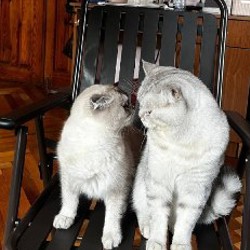 Шотландские котята - фото 4