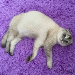 Шотландские котята - фото 6