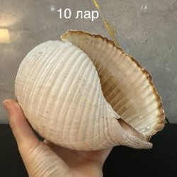 Микрофон - фото 10
