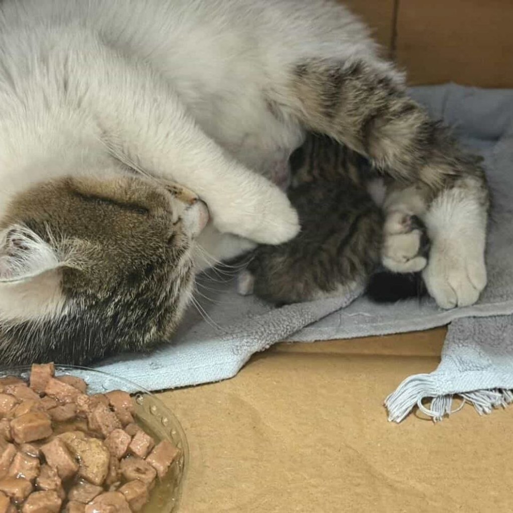Котенок
