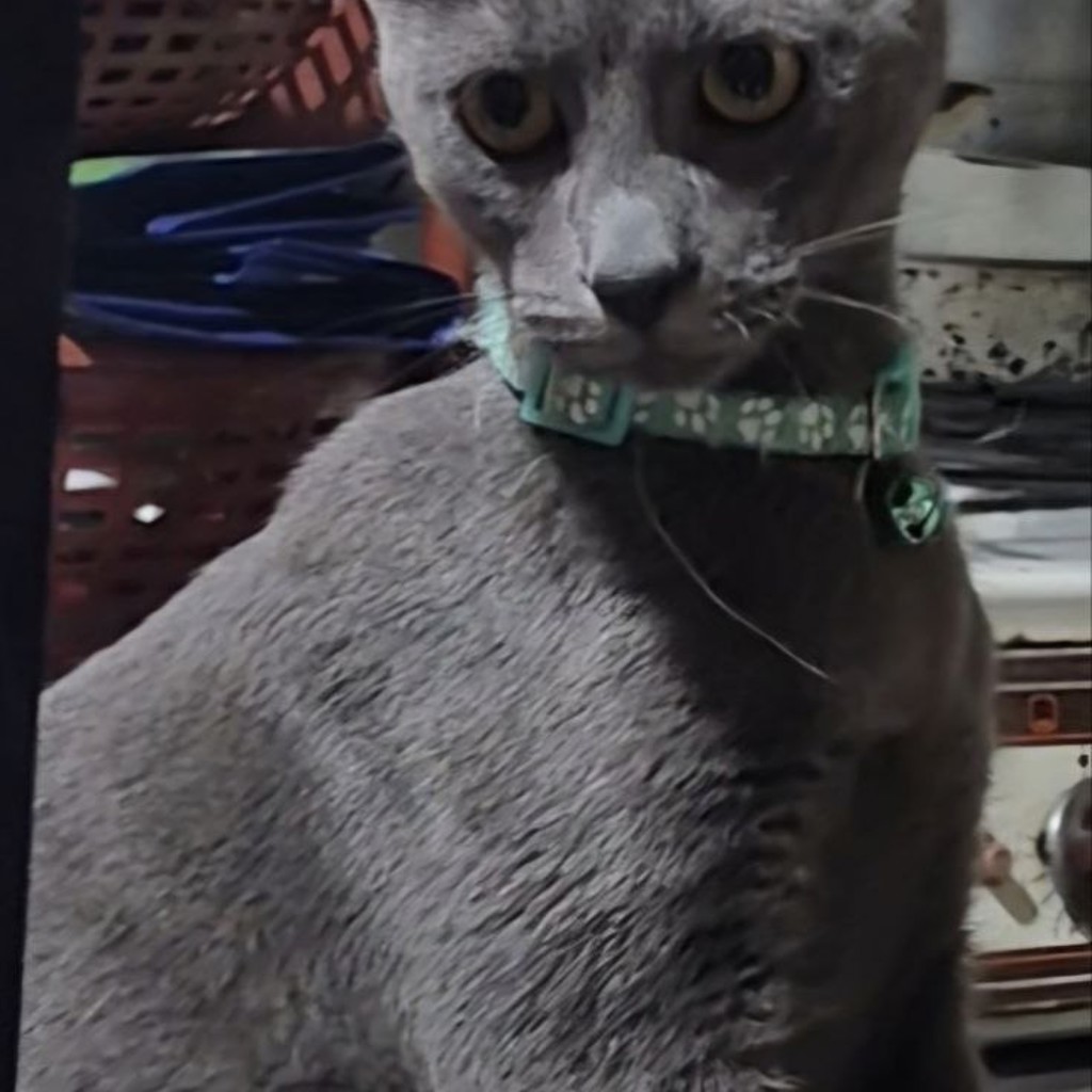 Потерявшийся кот