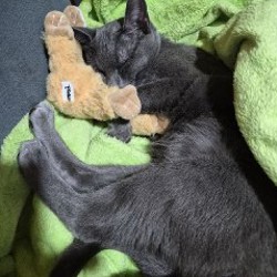 Потерявшийся кот - фото 2
