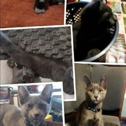 Потерявшийся кот - фото 3