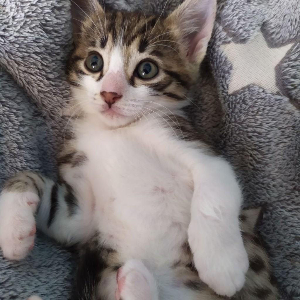 Кошечка