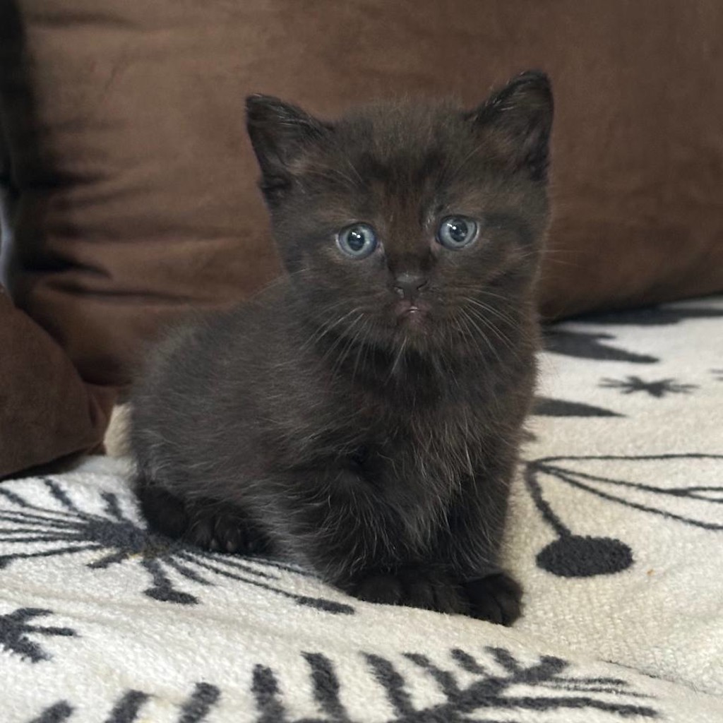 Котёнок британской шиншиллы