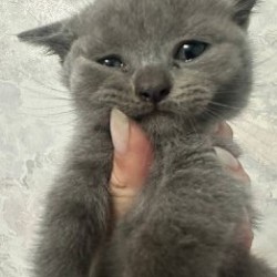 Котёнок британской шиншиллы - фото 2