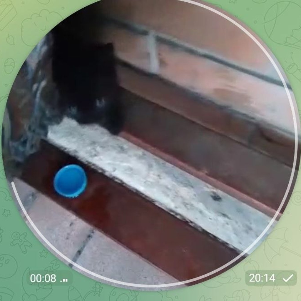 Котята